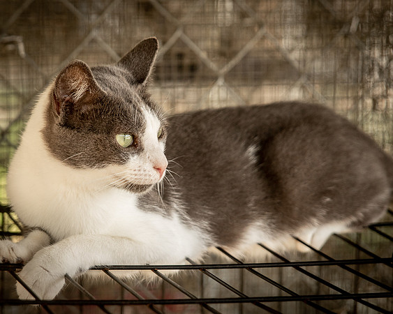 Darlington  Cats-9508