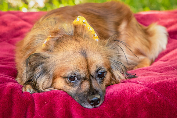 Foster Petunia-9285