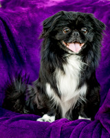 Foster Prince-0798