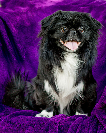 Foster Prince-0798