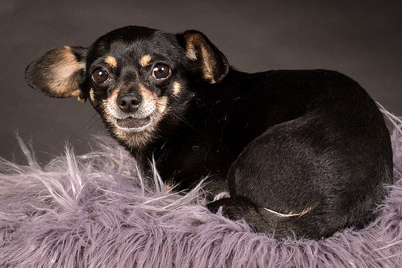 Foster Pansy-9420