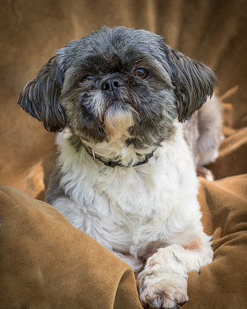 Foster Misha-8398