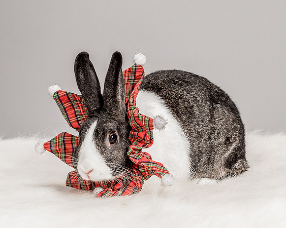 Foster Rabbit Penelope-4690