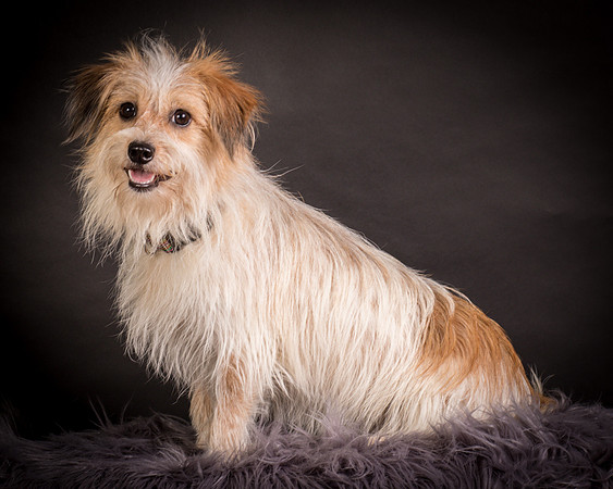 Foster Tiny-1235