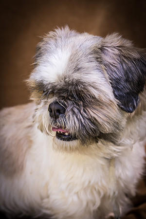 Foster Queenie-8388