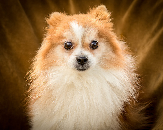 Foster Kermit-8925