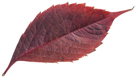 Leaf_19