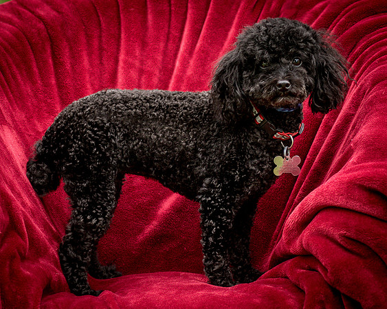 Foster Mindy-7392