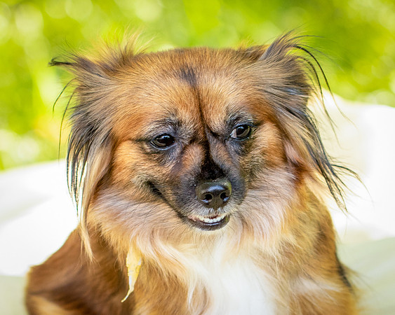 Foster Petunia-9255