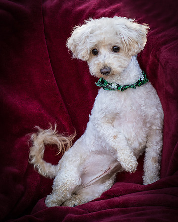 Foster Annalise-0545