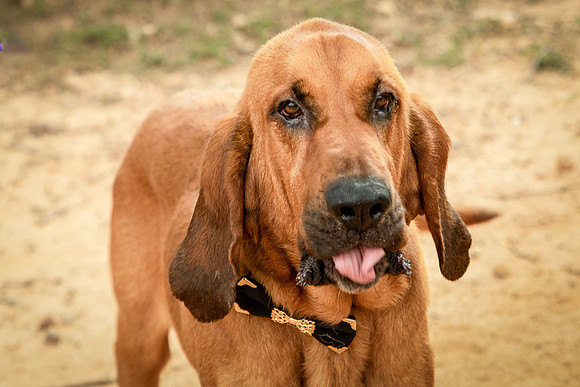 Roscoe-0487