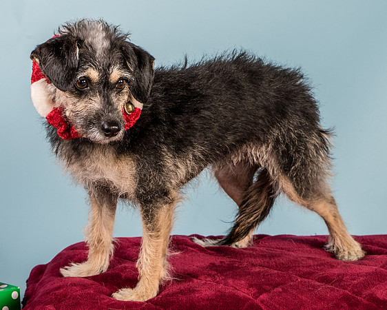 Foster Triscuit-5525