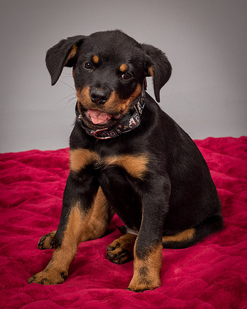 Foster Titus-7680
