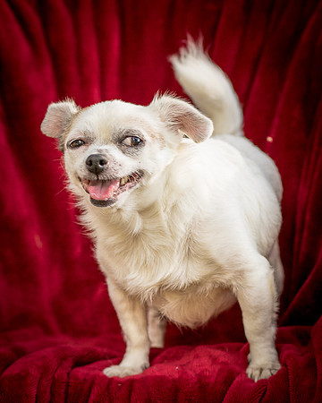 Foster Petey-9373