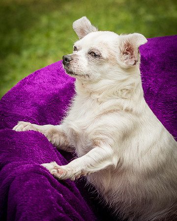 Foster Petey-8177