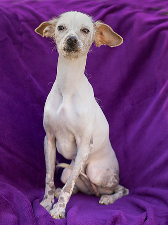 Foster Dobby-8841