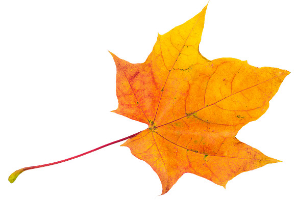 Leaf_46