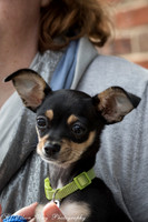 Foster Dandelion-9042