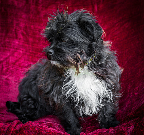 Foster Lady Elaine-8543