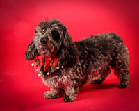 Frankie-8061