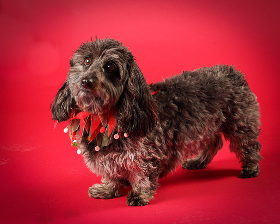 Frankie-8061
