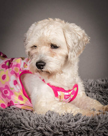 Foster Everly-2211