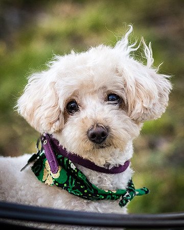 Foster Annalise-0615