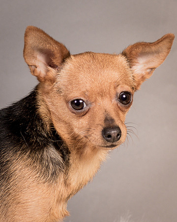 Foster Pixie-3482