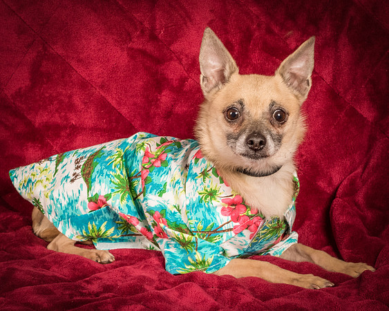 Foster Kiwi-8570