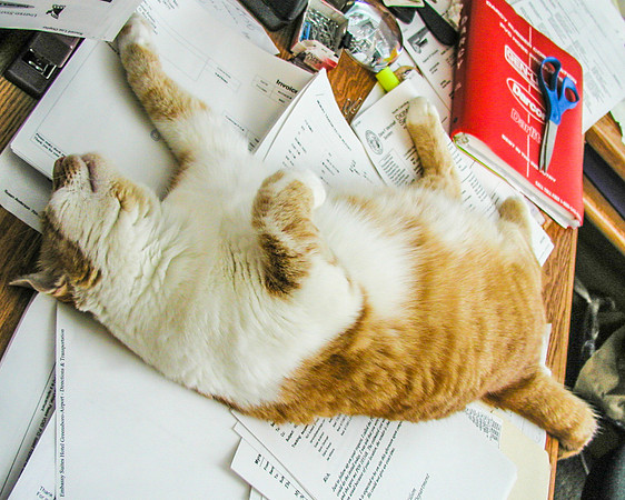 Sam-1010005