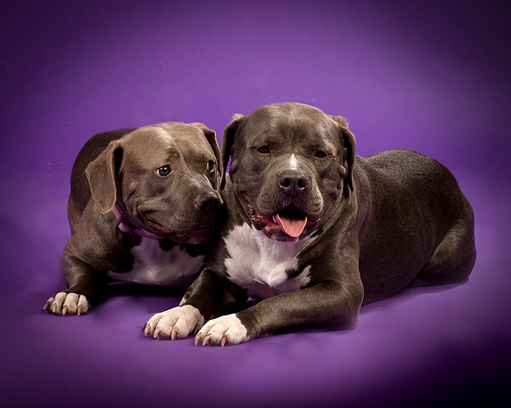 Daisy and Renegade-2691