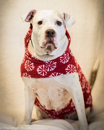 Foster Snickers-0162