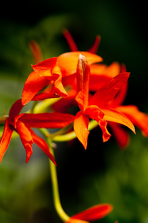 flowers-8891