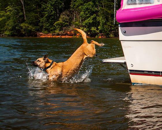 roxy jumping off boat-9905