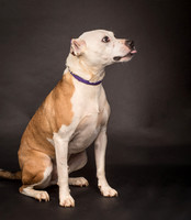 Foster Bowie-1255