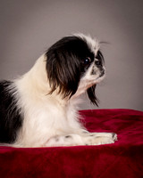 Foster Gypsy Rose-7728