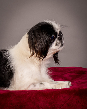 Foster Gypsy Rose-7728