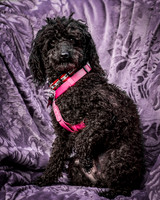 Foster Mindy-2687