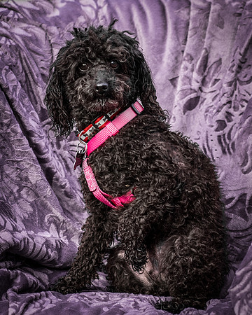 Foster Mindy-2687