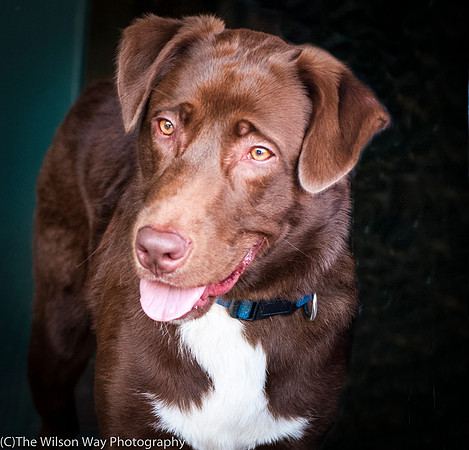 Coco aka Charlie-8779