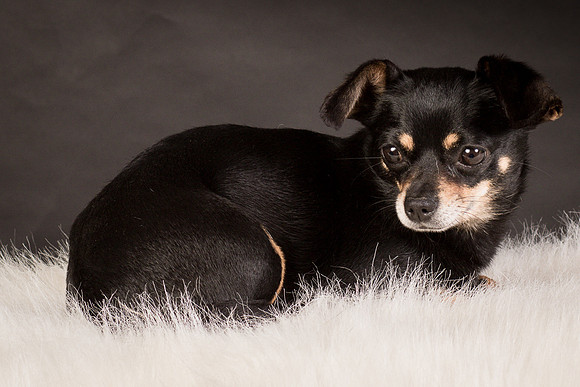 Foster Pansy-9391