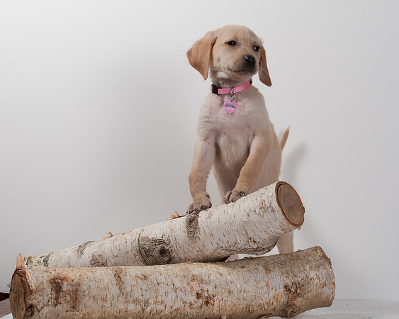 GCSPCA BB-6203