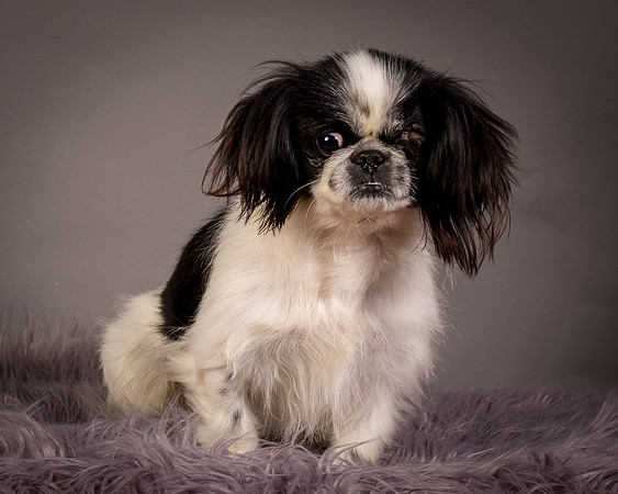 Foster Gypsy Rose-7853