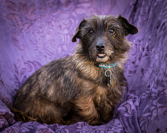 Foster Inky-4196