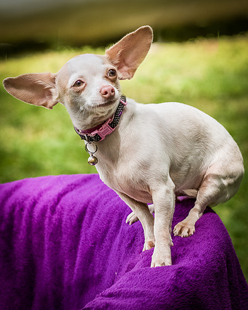 Foster Mrs C-8126