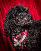 Foster Mindy-2662