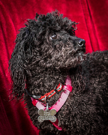 Foster Mindy-2662