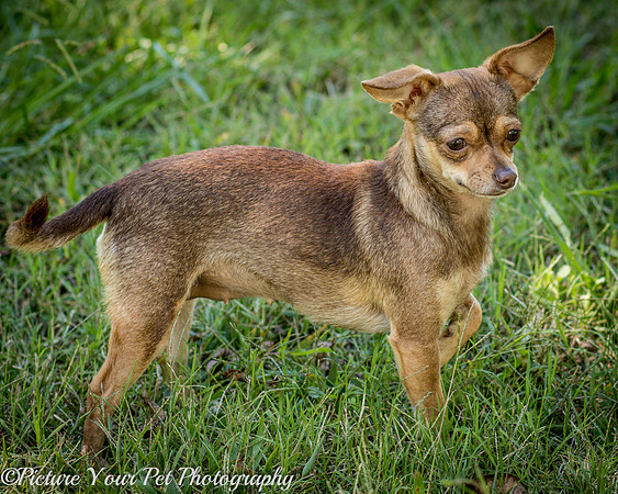 Foster Tango-6495