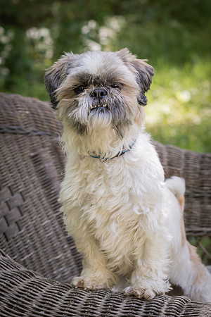 Foster Queenie-8354