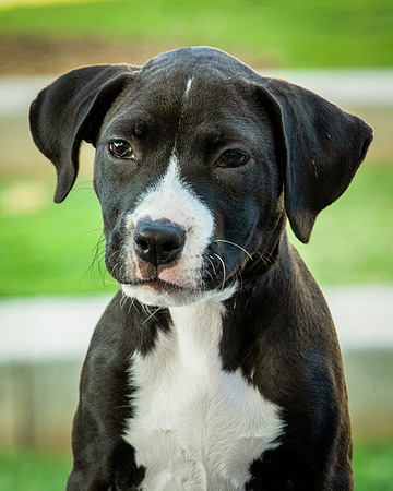 Foster Lola-9919